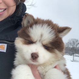 Pomsky Puppies from Kingdom Pomskies