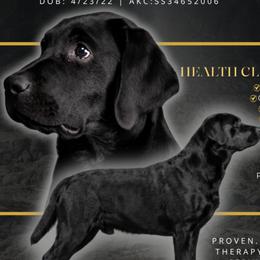 Cruizer - Labrador Retriever