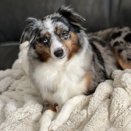 Miniature Australian Shepherd, Shih Tzu, and Toy Australian Shepherd Puppies from River Springs Aussies