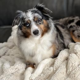 Miniature Australian Shepherd, Shih Tzu, and Toy Australian Shepherd Puppies from River Springs Aussies