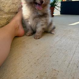 Milkshake - Chocolate merle male Pomeranian puppy in Texas from D&C Pomeranians
