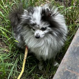 Merlot - Pomeranian