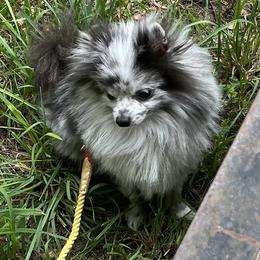 Merlot - Pomeranian