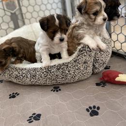 Goldendoodle Puppies from Lady Paws Puppies