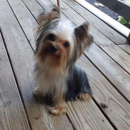 Mini - Black and gold female Yorkshire Terrier puppy in Jamestown, Tennessee from Green Ridge