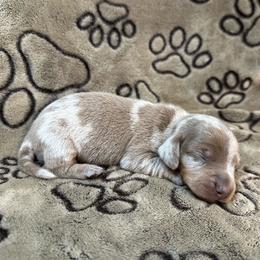 Isabella Dapple - Fawn (isabella) and tan male Dachshund puppy in George West, Texas from Rockin M Kennel