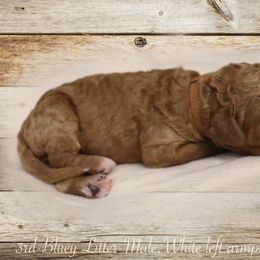 Poodle Puppies from Red Barn Moyen Poodles