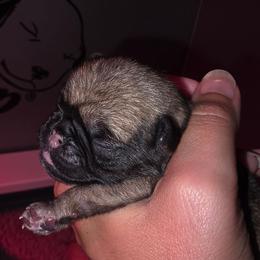 Ted - Fawn male Pug puppy in Lugoff, South Carolina from Peak Bullies and Pugs SC