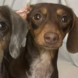 Mylah - Dachshund