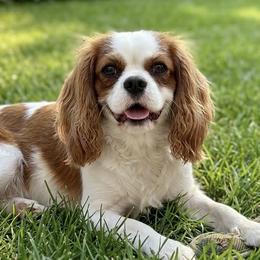 Sophie - Cavalier King Charles Spaniel