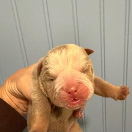 Honey bun - Lilac tri-color female Bulldog puppy in Cumming, Georgia from Happy Place Kennels