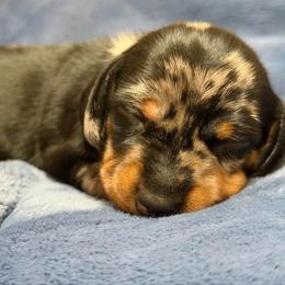 Mistletoe - Dapple female Dachshund puppy in Whitehouse, Texas from Daschund Pups