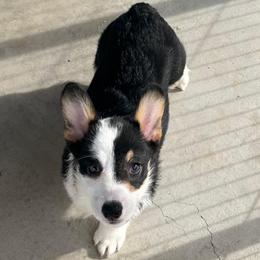 Girl 4 - Black and tan female Pembroke Welsh Corgi puppy in Surprise, Arizona from Ruff and Rowdy Corgis