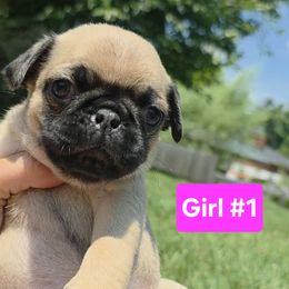 Pug Puppies from Stubbys pugs