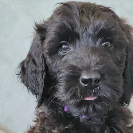 Willow - Goldendoodle puppy in Peoria, Arizona from Sonoran Desert Doods