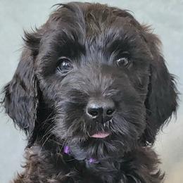 Willow - Goldendoodle puppy in Peoria, Arizona from Sonoran Desert Doods