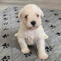 Nova - White female Miniature Schnauzer puppy in Lehigh Acres, Florida from Regency Schnauzer