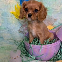 Bronwyn - Ruby female Cavalier King Charles Spaniel puppy in Stilwell, Oklahoma from Love Bug Cavaliers