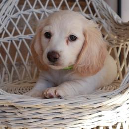 Yellow collar - Cream male Dachshund puppy in Mc Donough, Georgia from Hot Diggity Doxies