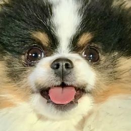 Milo - Pomeranian