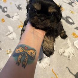 Maroon collar - Black and tan male Shih Tzu puppy in Ethel, Mississippi from The Dog House LLC