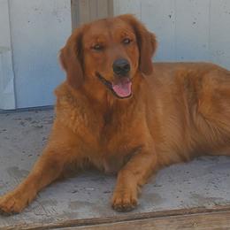 Golden Retrievers and Labrador Retrievers from Hogarth's Kennel Haven