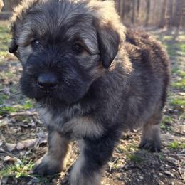 Chestnut - Fawn female Bouvier des Flandres puppy in Drury, Missouri from Black Bears Critters