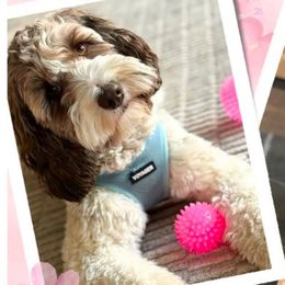 Riley Mae - Australian Labradoodle