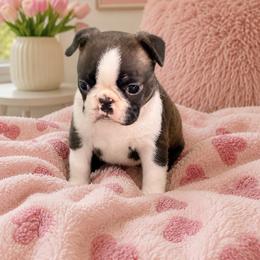 F2 - Brindle and white female Boston Terrier puppy in Shell Knob, Missouri from Stoneridge Kennel