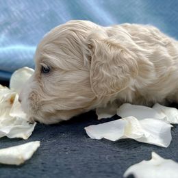Cockapoo and Pomeranian Puppies from Luna Kennel
