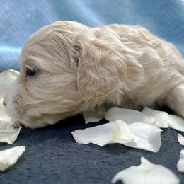 Cockapoo and Pomeranian Puppies from Luna Kennel