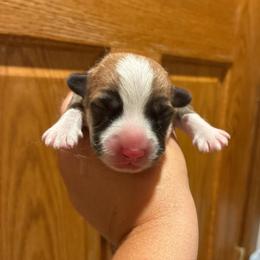 Denver - Red male Pembroke Welsh Corgi puppy in Delton, Michigan from CorGizmo