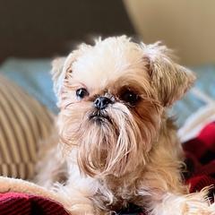 Buffy - Brussels Griffon