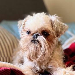 Buffy - Brussels Griffon