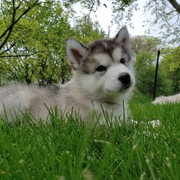 Alaskan Malamute Puppies from Delphi Alaskan Malamutes