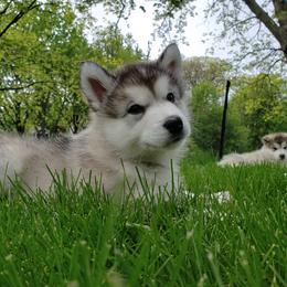 Alaskan Malamute Puppies from Delphi Alaskan Malamutes