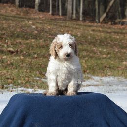 Goldendoodle Puppies from Happy Valley Doodles