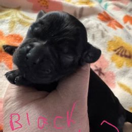 Black girl - Black female Cocker Spaniel puppy in Soddy Daisy, Tennessee from Kaleidoscopic Creations