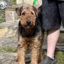 Billy - Airedale Terrier
