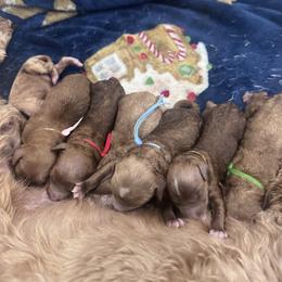 Female pick 3rd - Red  female Goldendoodle puppy in Annandale, New Jersey from KN Mini Goldendoodles