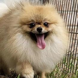 Pomeranians from Crown Rose Pomeranians
