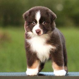 Brady - Red tri-color male Miniature American Shepherd puppy in Palacios, Texas from Coastal’s Miniature American Shepherds