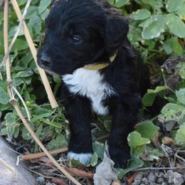 Yellow Collar Female - Black and white female Aussiedoodle puppy in Parma, Idaho from Arena Valley Acres