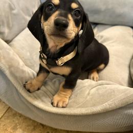Jill - Black and cream female Dachshund puppy in Williamson, New York from Maisy & Meg