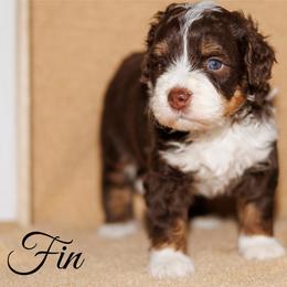 Fin - Brown and white male Bernedoodle puppy in Gilbert, Arizona from Safe Havynn Doodles