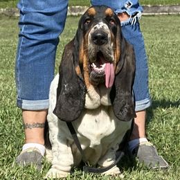 Gertie - Basset Hound