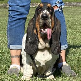 Gertie - Basset Hound