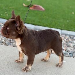 Teddy Ruxpin - Tricolors male French Bulldog puppy in Glendale, Arizona from Frenchiepuphub