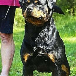 Brenda - Rottweiler