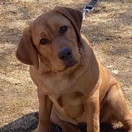 Labrador Retrievers from Autumn Oaks Labrador Retrievers